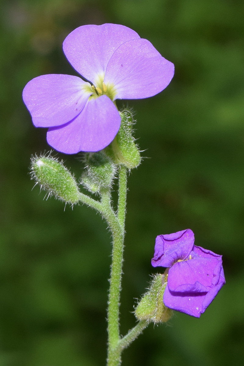 Image of Aubrieta × cultorum specimen.