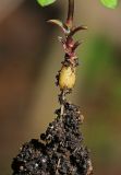 Pseudostellaria davidii