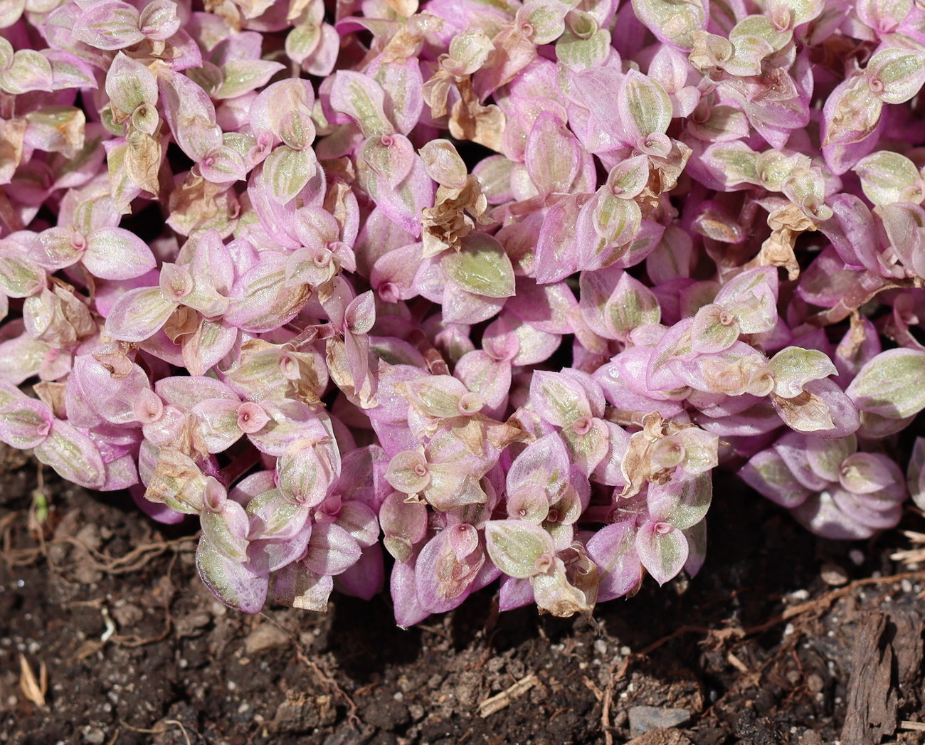 Изображение особи Callisia repens.