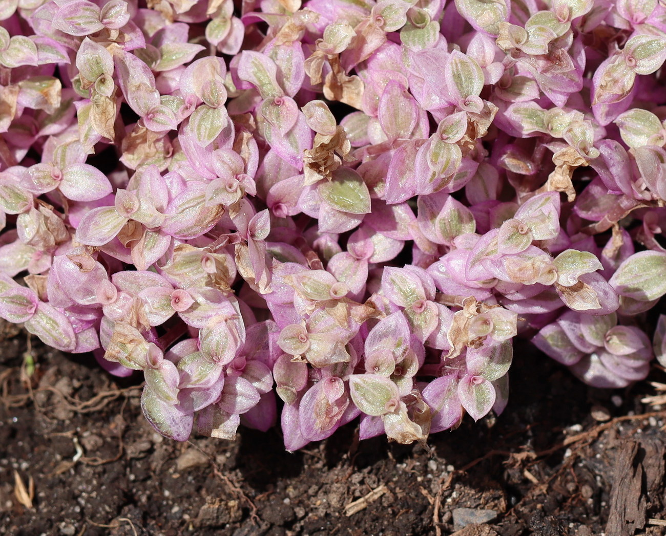 Image of Callisia repens specimen.