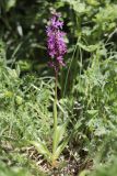 Orchis mascula