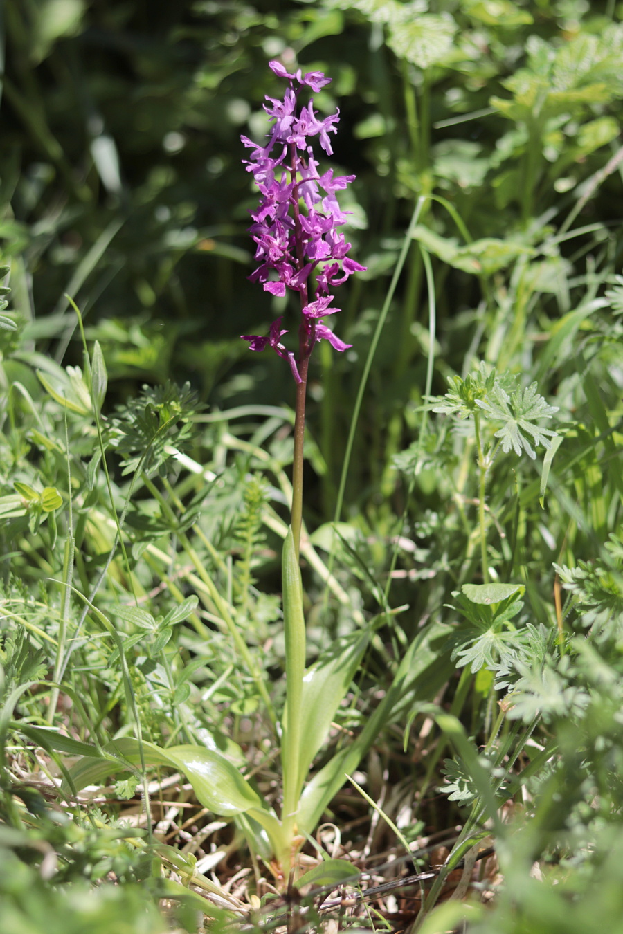 Изображение особи Orchis mascula.