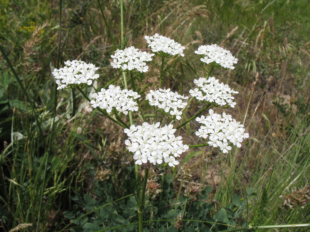 Image of Elaeosticta allioides specimen.