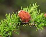 Larix olgensis. Часть ветви с молодой шишкой. Приморский край, Ольгинский р-н, окр. с. Серафимовка, гора Белая, известняковые скалы. 06.07.2022.