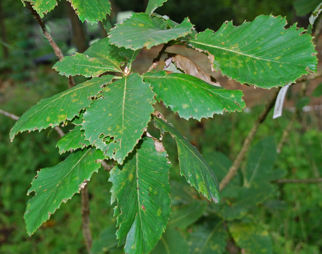 Image of Quercus pontica specimen.