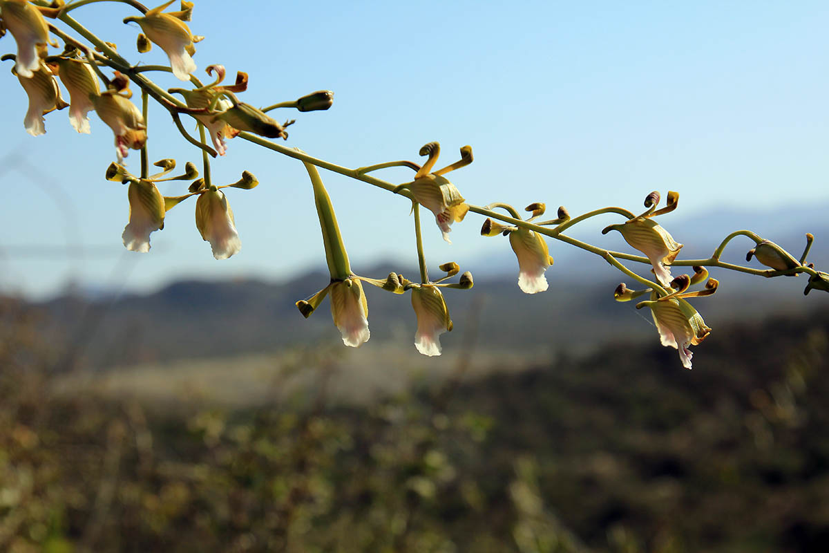 Image of familia Orchidaceae specimen.