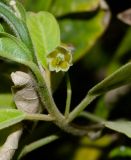 Kiggelaria africana