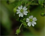 Myosoton aquaticum