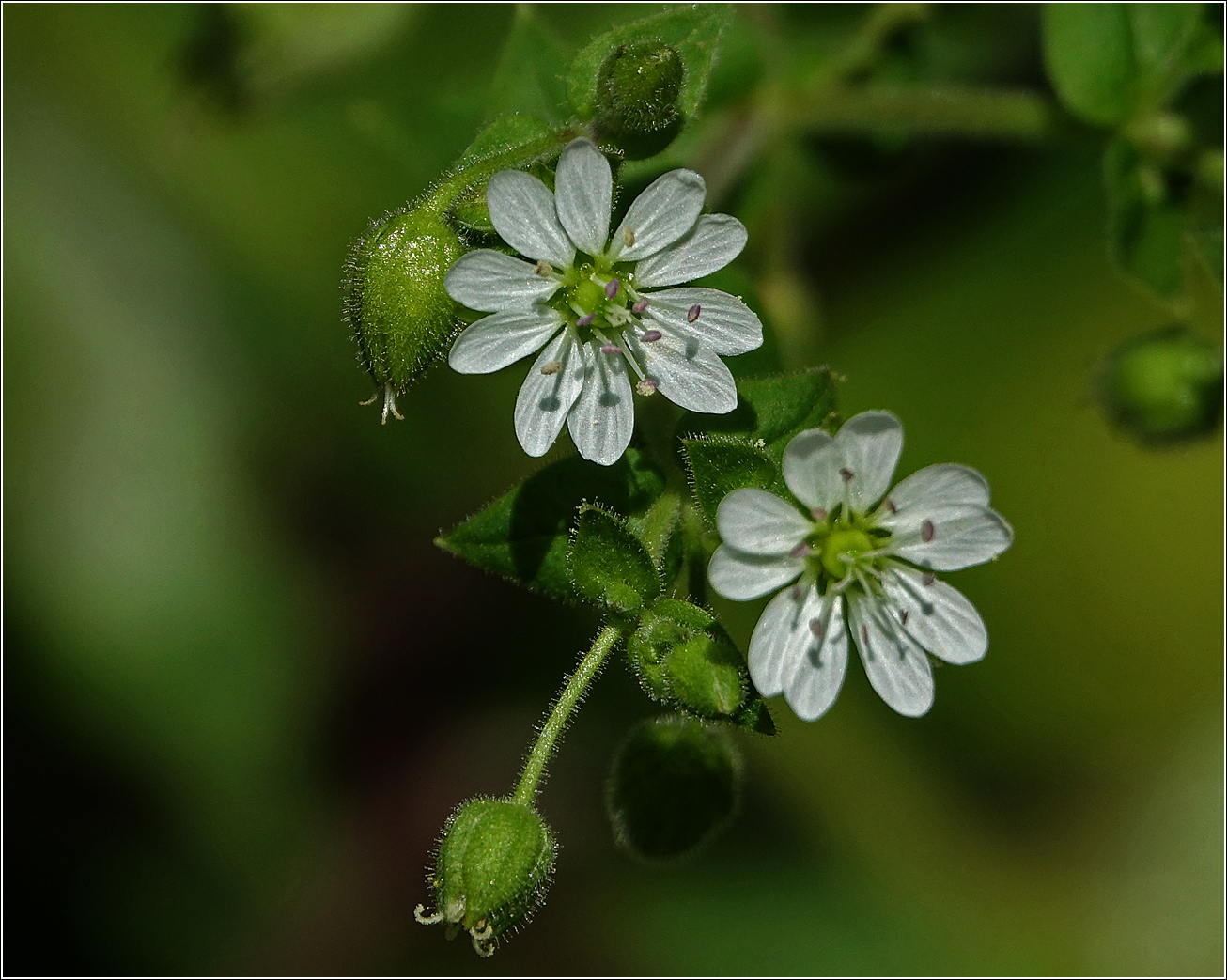 Изображение особи Myosoton aquaticum.