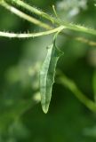 Sisymbrium loeselii. Часть стебля, лист и основание пазушного побега. Республика Ингушетия, Джейрахский р-н, заброшенное селение Эгикхал, луг рядом с башнями. 22 июня 2022 г.