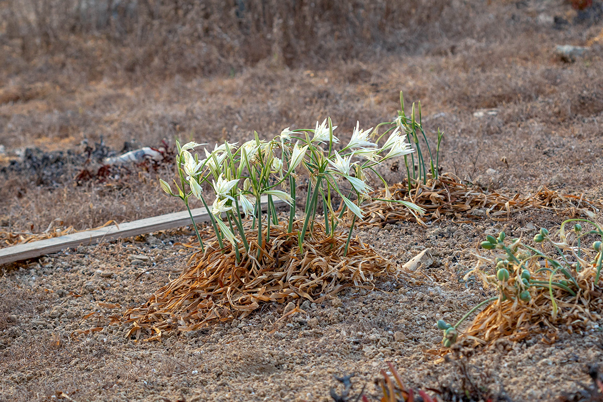 Image of Pancratium maritimum specimen.