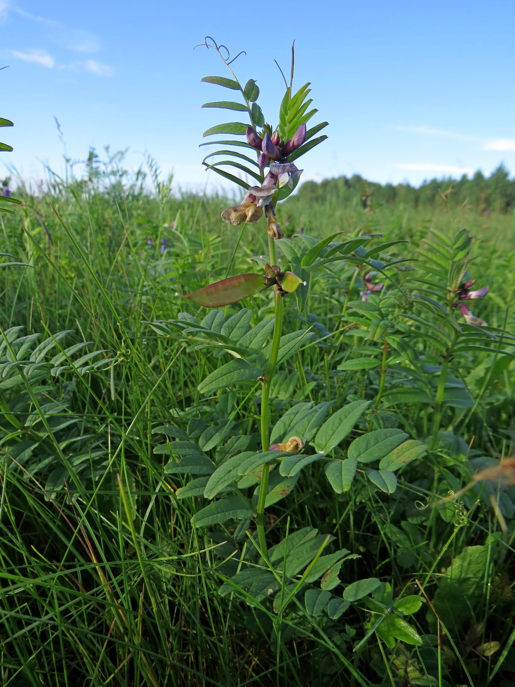 Image of Vicia sepium specimen.