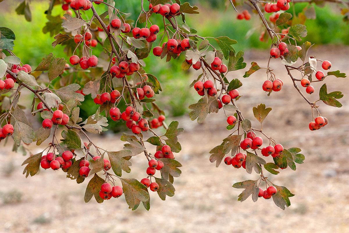 Image of Crataegus aronia specimen.