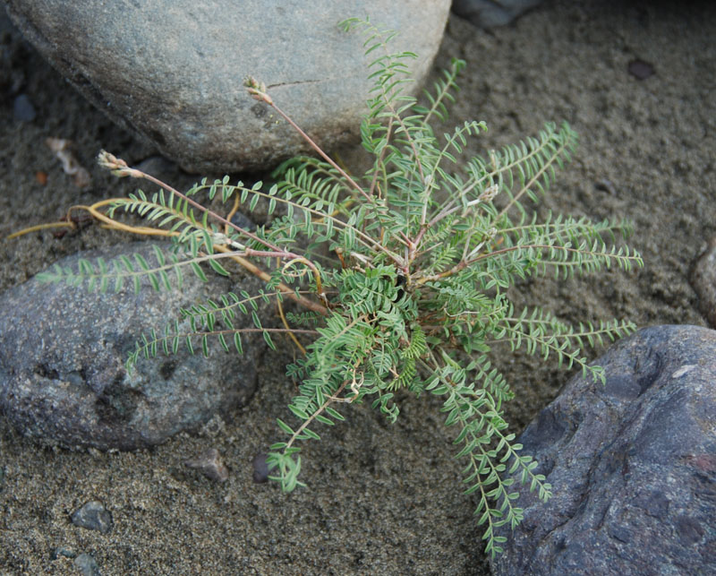 Image of familia Fabaceae specimen.