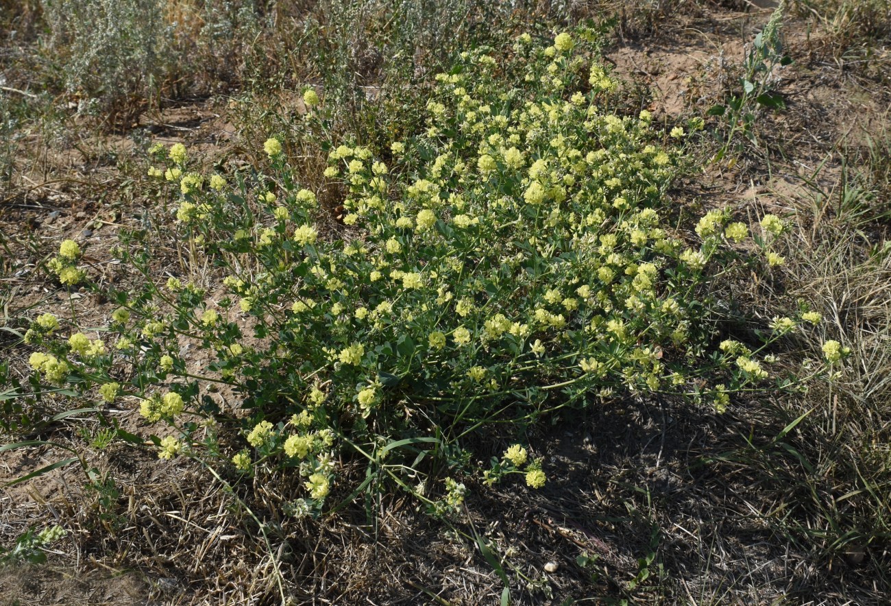 Image of Medicago &times; varia specimen.