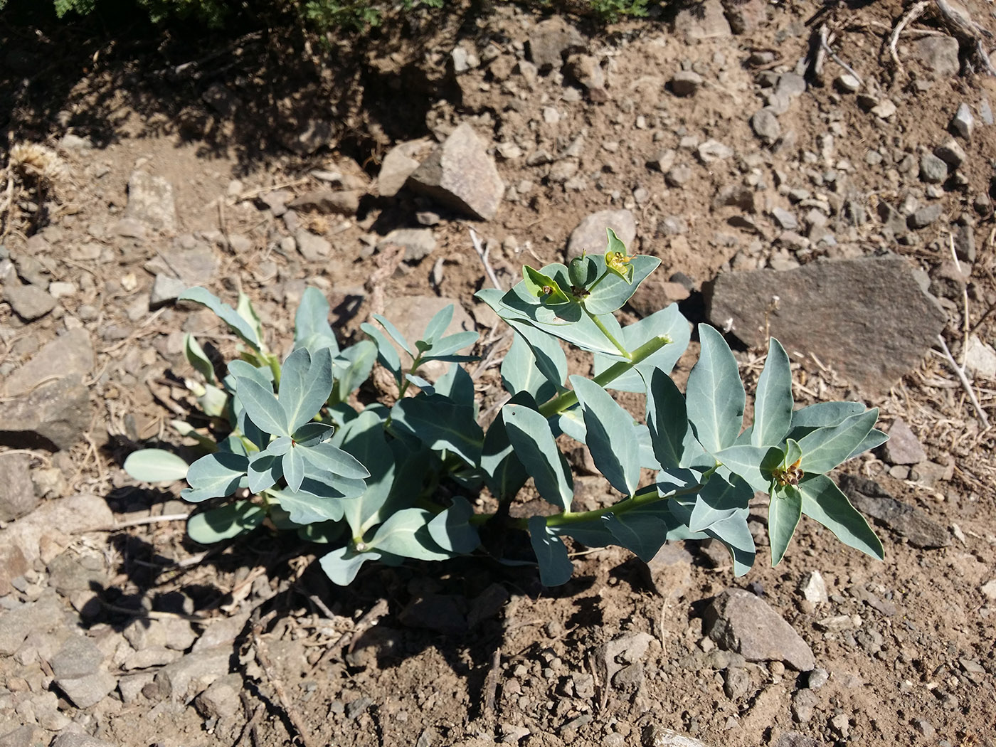 Image of Euphorbia mongolica specimen.