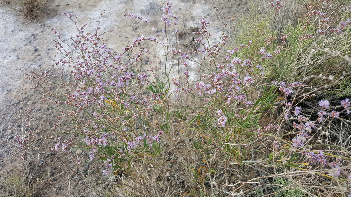 Изображение особи Limonium suffruticosum.