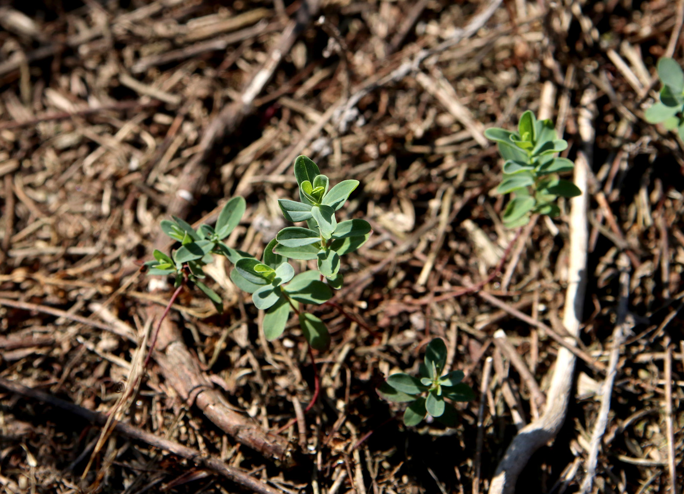 Изображение особи Hypericum perforatum.