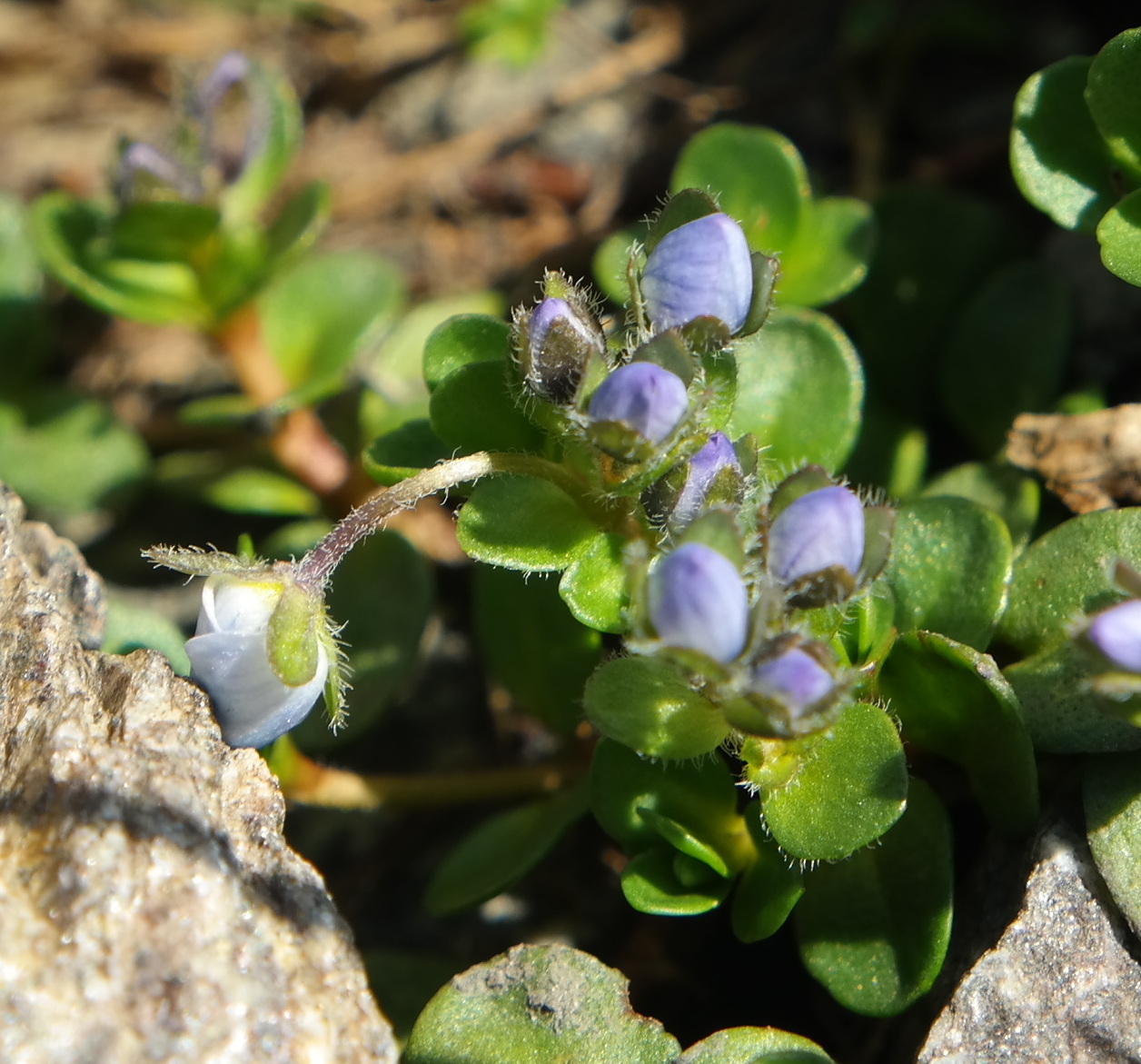 Image of Veronica minuta specimen.