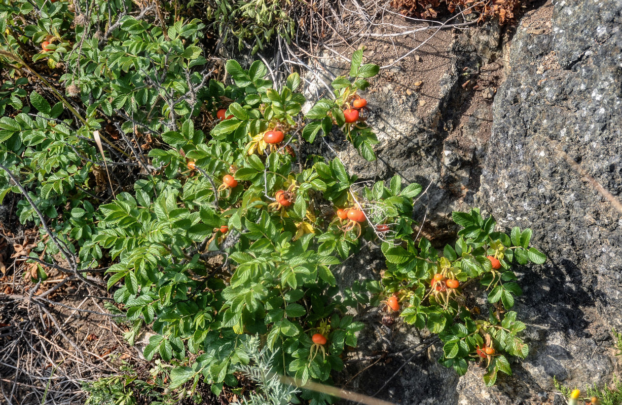 Image of Rosa rugosa specimen.