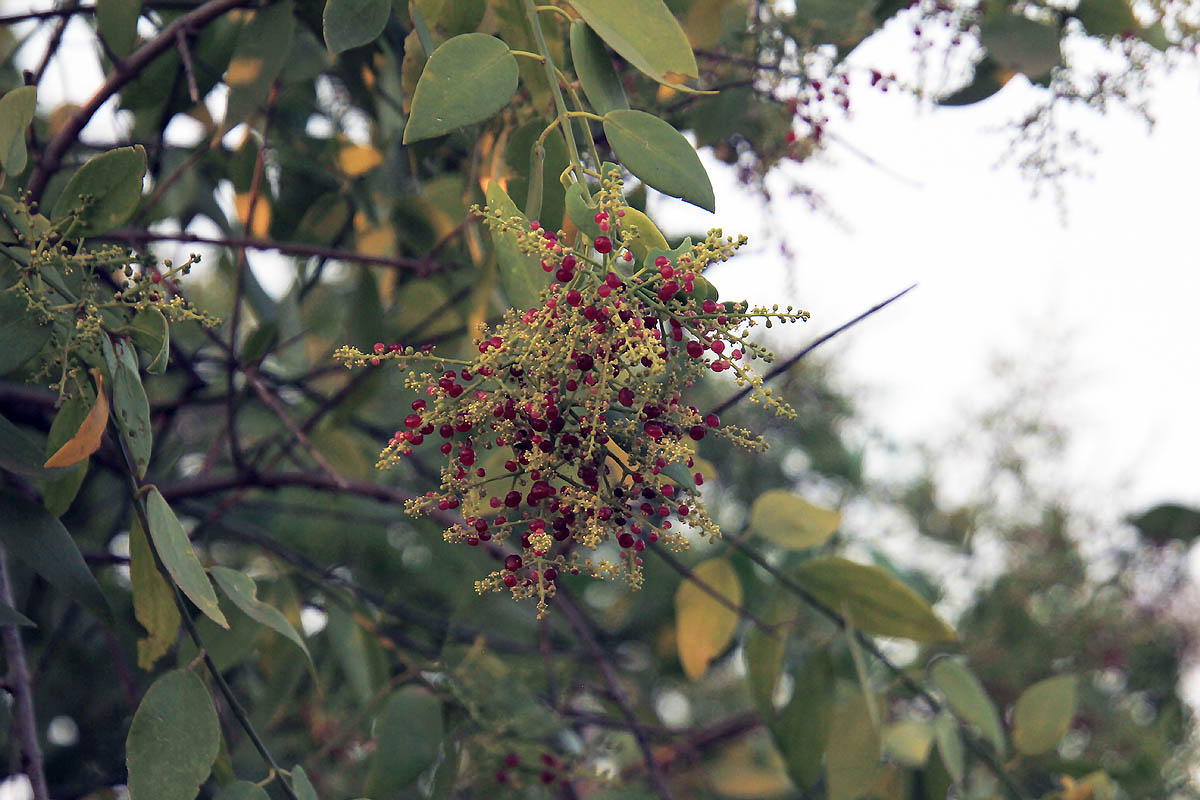 Image of Salvadora persica specimen.