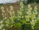 Echinocystis lobata. Часть побега с соцветиями. Ульяновская обл., Новомалыклинский р-н, окр. пос. Елховый Куст, пойма р. Бол. Авраль, песчаные наносы. 31.07.2022.