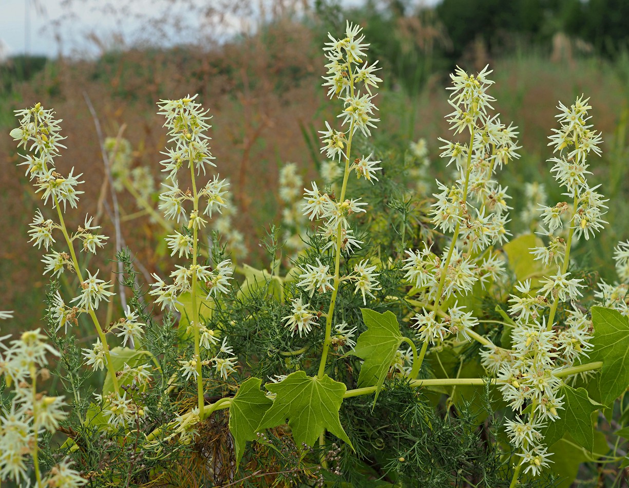 Изображение особи Echinocystis lobata.