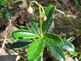 Chimaphila umbellata. Верхушка расцветающего растения. Свердловская обл., Режевской ГО, пос. Озерный. 02.07.2010.