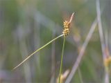 Carex flava. Верхушка побега с соплодиями (внизу) и отцветшим мужским соцветием. Кольский п-ов, Кандалакшский берег Белого моря, низкий каменистый заболоченный участок на окраине соснового леса. 22.07.2021.