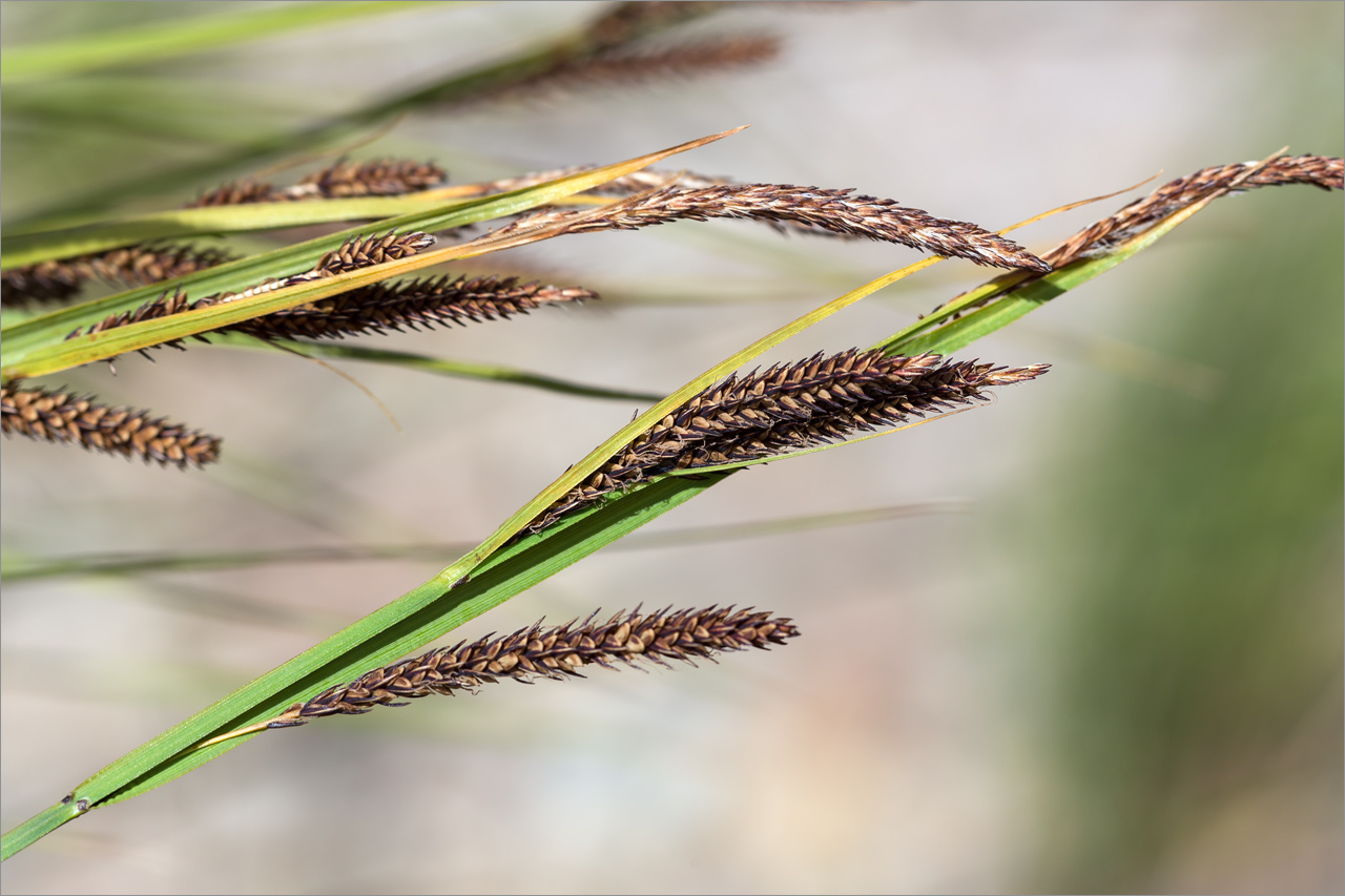 Image of genus Carex specimen.
