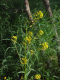 Erysimum cheiranthoides