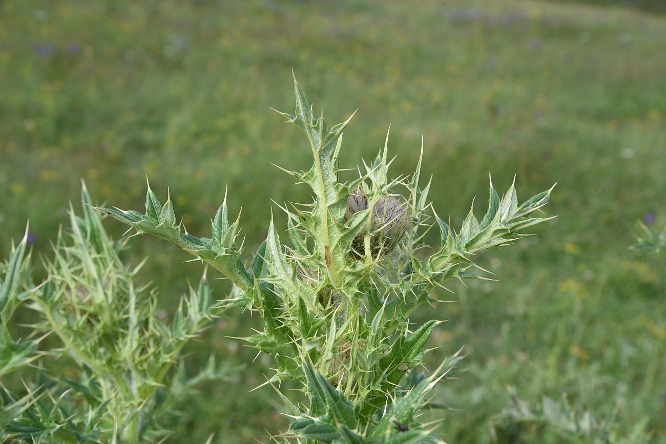 Image of Cirsium pugnax specimen.