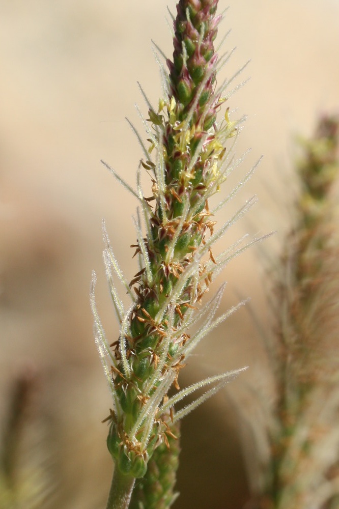 Image of Plantago maritima specimen.