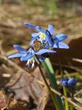 Scilla siberica