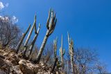 Pachycereus pringlei