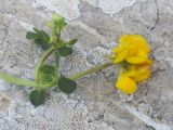 Coronilla minima. Верхушка веточки с распустившимся и нераспустивщимся соцветиями. Испания, автономное сообщество Каталония, провинция Жирона, комарка Альт-Эмпорда, муниципалитет Альбанья, окр. комплекса Santuari de la Mare de Déu del Mont, 1124 м н.у.м., в расщелине известняковой скалы. 10.04.2023.