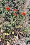 Carthamus tinctorius. Верхушка цветущего растения. Южный Казахстан, Таласский Алатау, подгорная степь, сай Унгур. 12.08.2010.