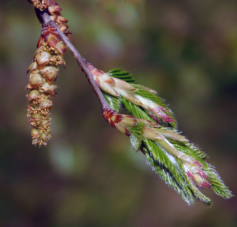 Image of Carpinus orientalis specimen.