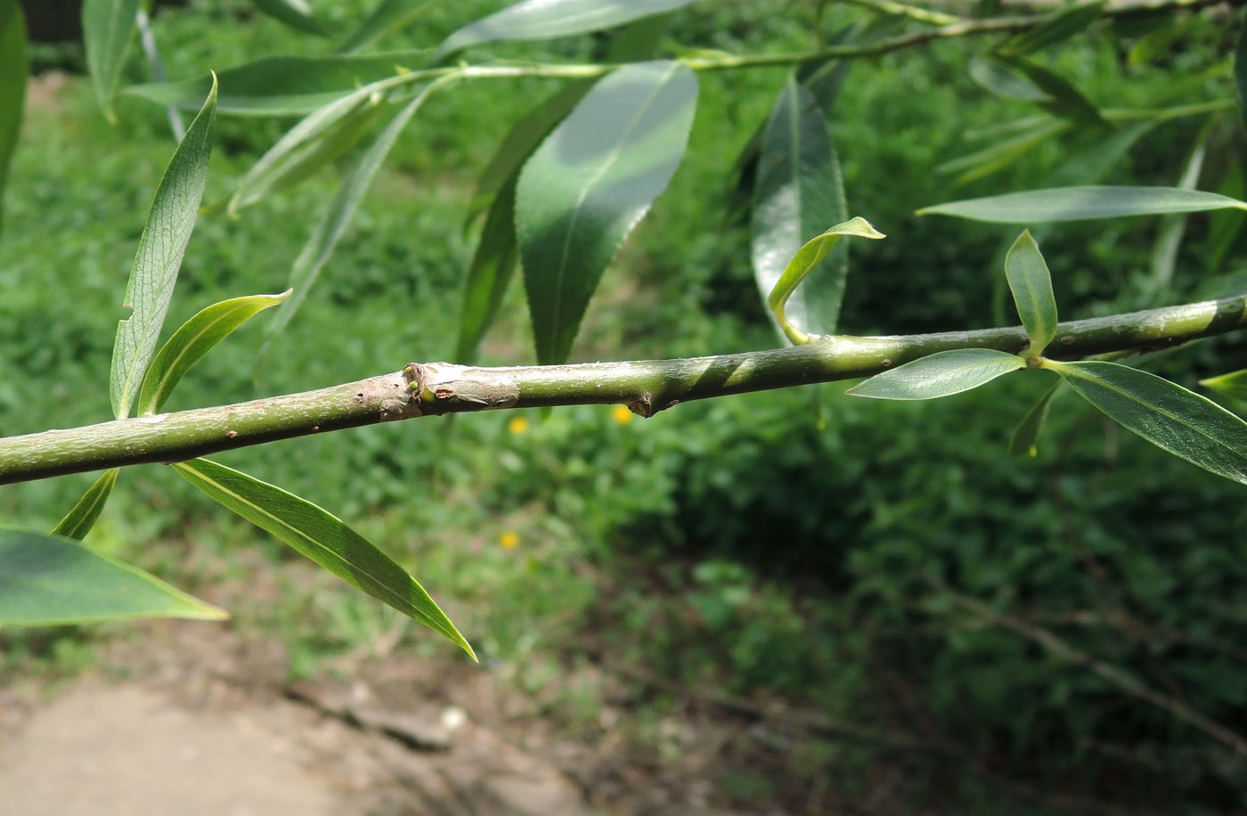 Image of Salix euxina specimen.