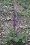 Salvia beckeri