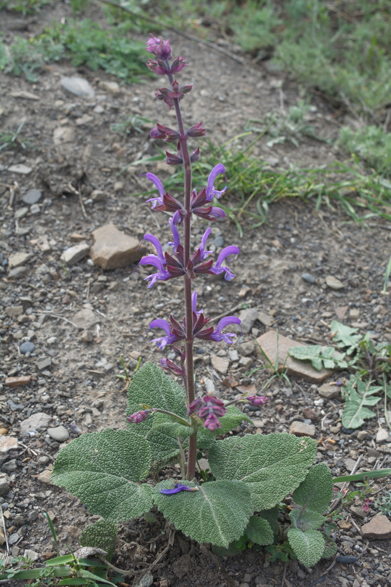 Image of Salvia beckeri specimen.