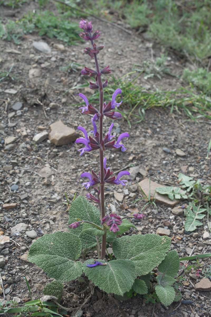 Изображение особи Salvia beckeri.