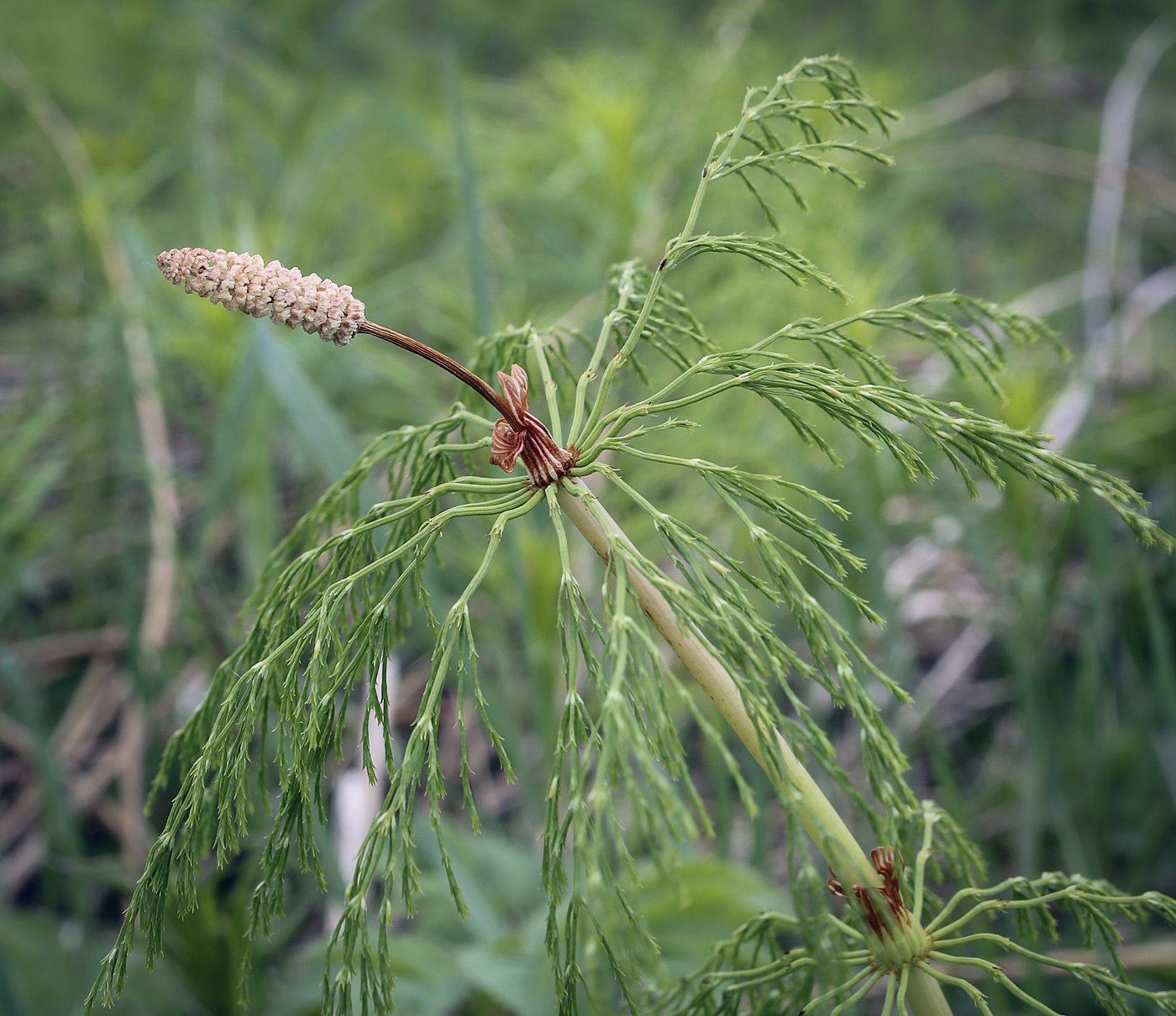 Image of Equisetum sylvaticum specimen.