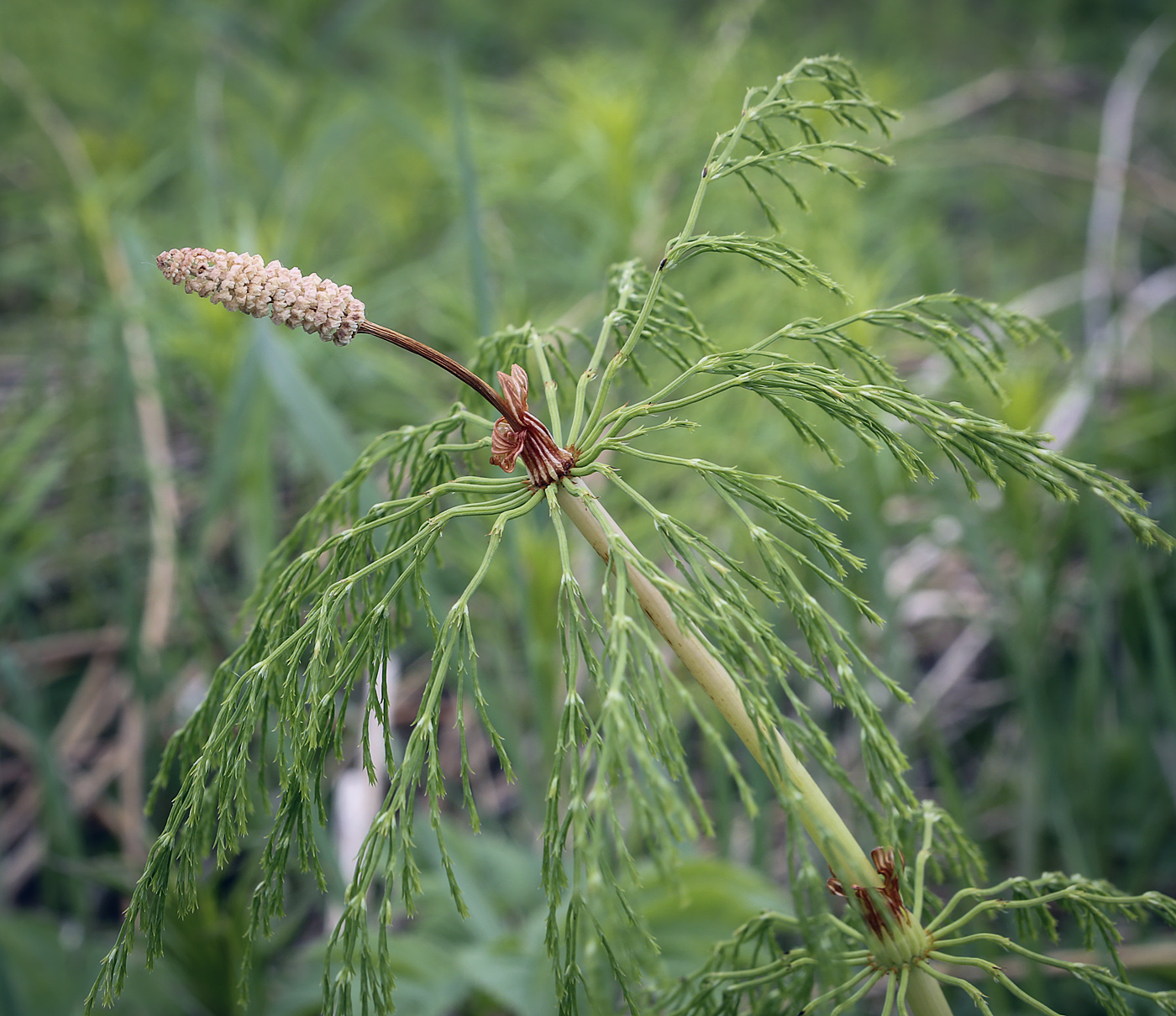 Изображение особи Equisetum sylvaticum.