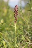 Anacamptis coriophora. Цветущее растение. Крым, Байдарская долина, луг. 06.06.2023.