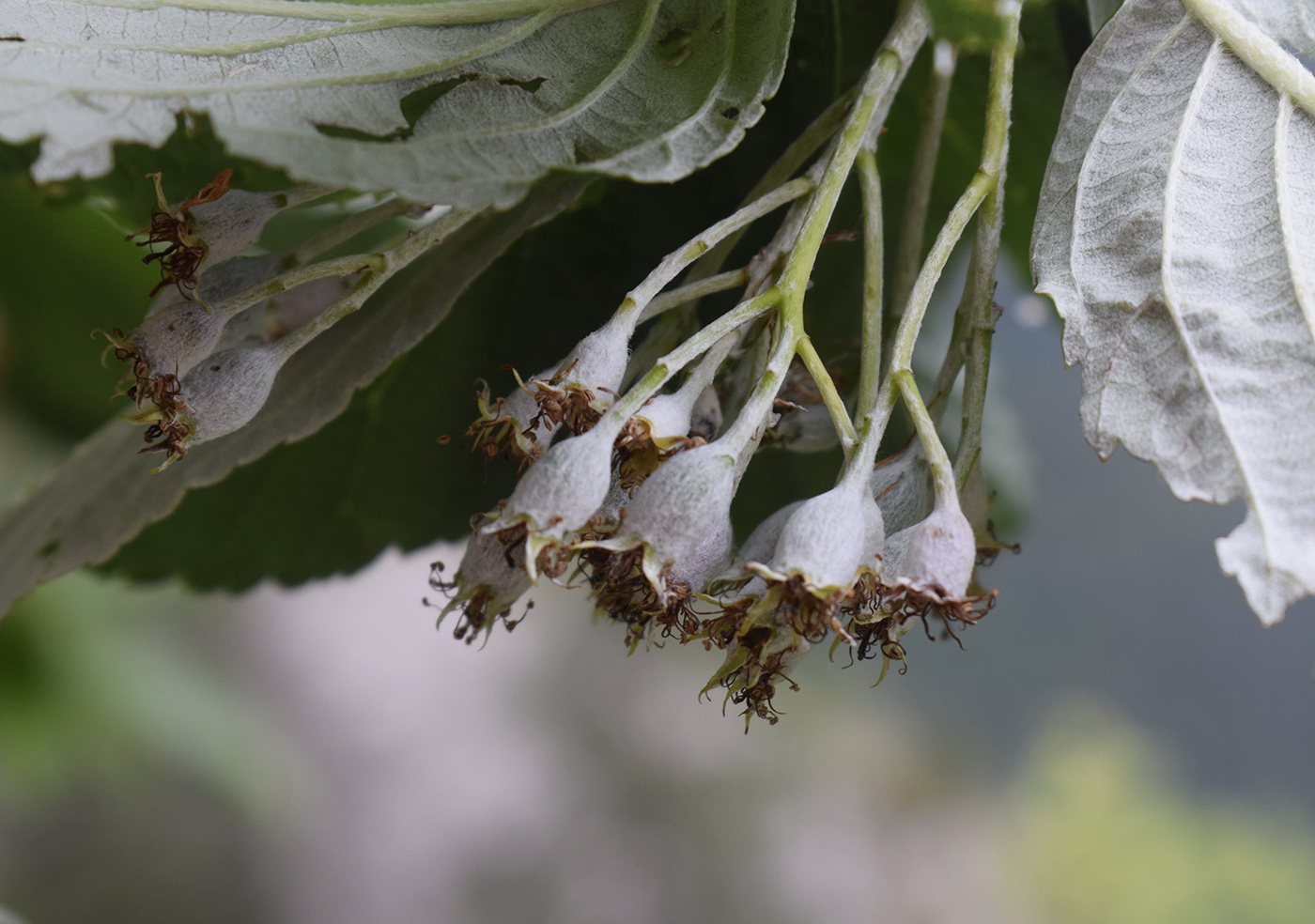 Image of Sorbus aria specimen.