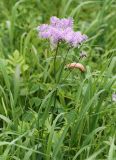 Thalictrum contortum. Верхушка цветущего растения (форма с фиолетовой окраской). Приморский край, Чугуевский р-н, гора Снежная, выс. 1390 м н.у.м., разнотравный луг. 25.06.2023.