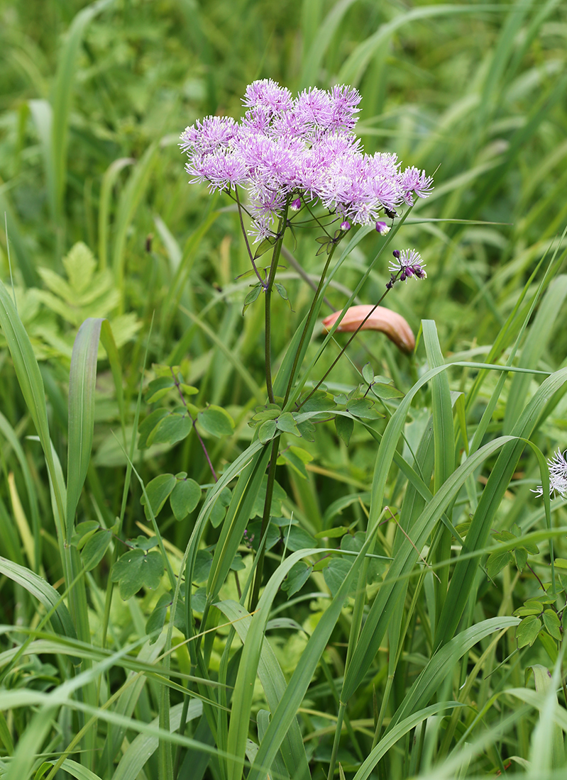 Изображение особи Thalictrum contortum.