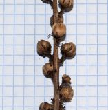 Verbascum virgatum. Часть сухого соплодия. Чили, обл. Valparaiso, провинция Isla de Pascua, г. Hanga Roa, высокий берег океана, сообщество травянистых растений. 08.03.2023.