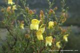 Keckiella antirrhinoides. Верхушка растения с соцветиями. Северная Америка, Мексика, полуостров Баха Калифорния, Гваделупе. 21.04.2010.
